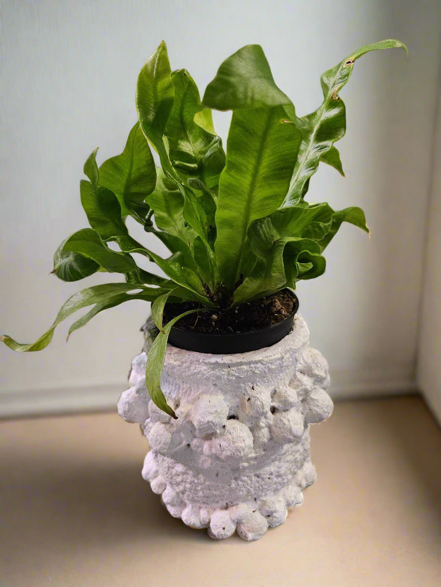 crispy air wave plant Crispy Wave Fern 3" Plant (Asplenium nidus 'Crispy Wave')
