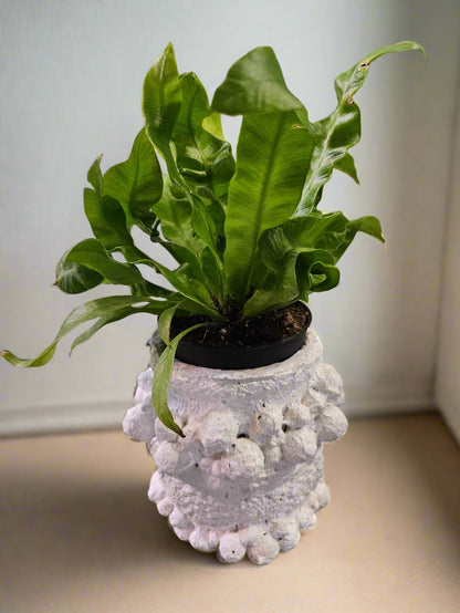 crispy wave plant air purifier Crispy Wave Fern 3" Plant (Asplenium nidus 'Crispy Wave')