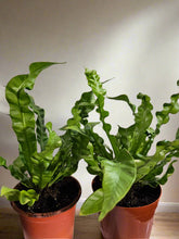 The Crispy Wave Fern combines elegance with functionality, purifying the air while adding texture to your home. Its undulating fronds make it a captivating centerpiece in any room, thriving in well-lit spaces with moderate care. Perfect for both new and experienced plant enthusiasts!