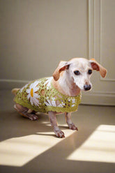 Crochet Dog Pullover Shirt with cheerful daisy pattern. Made from breathable cotton, this lightweight dog sweater keeps pups stylish & comfortable.