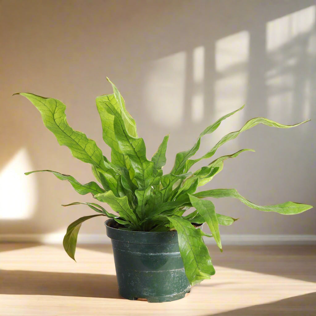 Meet the Crocodile Fern, a striking houseplant known for its unique, textured leaves resembling crocodile skin. Thriving in medium indirect light with minimal care, it adds an exotic, bold touch to any space. Perfect for plant lovers of all levels, this fern is non-toxic, easy to care for.