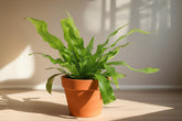 Meet the Crocodile Fern, a striking houseplant known for its unique, textured leaves resembling crocodile skin. Thriving in medium indirect light with minimal care, it adds an exotic, bold touch to any space. Perfect for plant lovers of all levels, this fern is non-toxic, easy to care for.