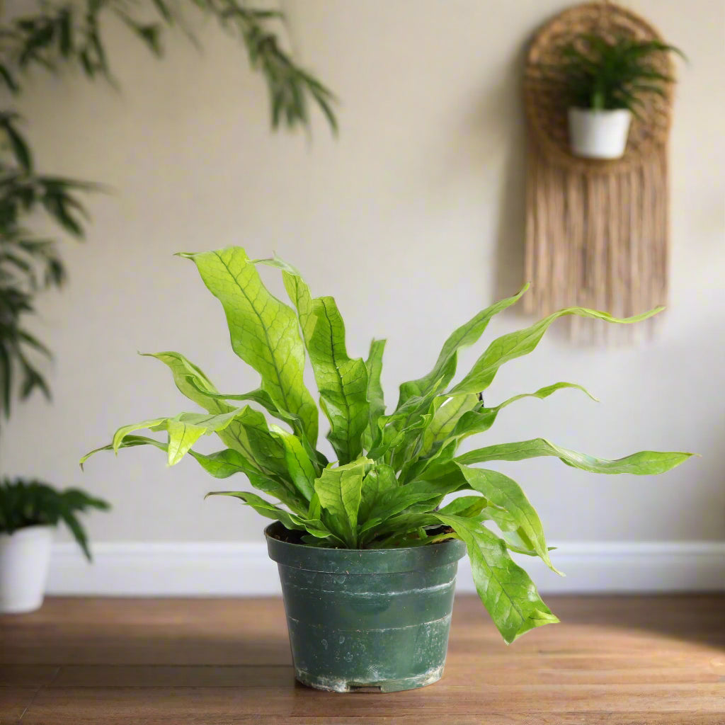 Meet the Crocodile Fern, a striking houseplant known for its unique, textured leaves resembling crocodile skin. Thriving in medium indirect light with minimal care, it adds an exotic, bold touch to any space. Perfect for plant lovers of all levels, this fern is non-toxic, easy to care for.