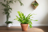 Meet the Crocodile Fern, a striking houseplant known for its unique, textured leaves resembling crocodile skin. Thriving in medium indirect light with minimal care, it adds an exotic, bold touch to any space. Perfect for plant lovers of all levels, this fern is non-toxic, easy to care for.