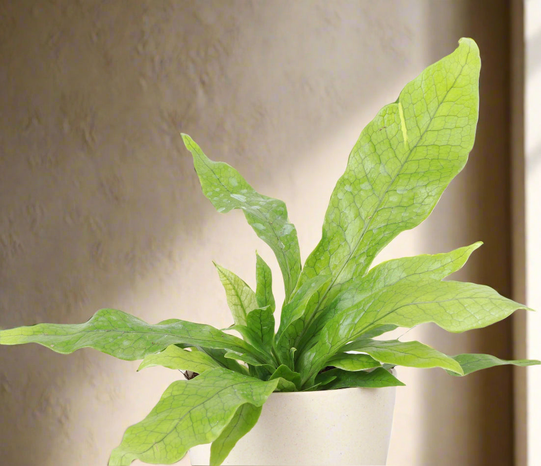 Meet the Crocodile Fern, a striking houseplant known for its unique, textured leaves resembling crocodile skin. Thriving in medium indirect light with minimal care, it adds an exotic, bold touch to any space. Perfect for plant lovers of all levels, this fern is non-toxic, easy to care for.