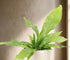 Meet the Crocodile Fern, a striking houseplant known for its unique, textured leaves resembling crocodile skin. Thriving in medium indirect light with minimal care, it adds an exotic, bold touch to any space. Perfect for plant lovers of all levels, this fern is non-toxic, easy to care for.