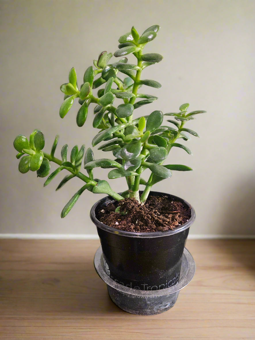 Crosby’s Compact Jade is a petite, sun-loving succulent with rich green and red-tipped leaves. Easy care, bonsai-like shape, and a symbol of good fortune.
