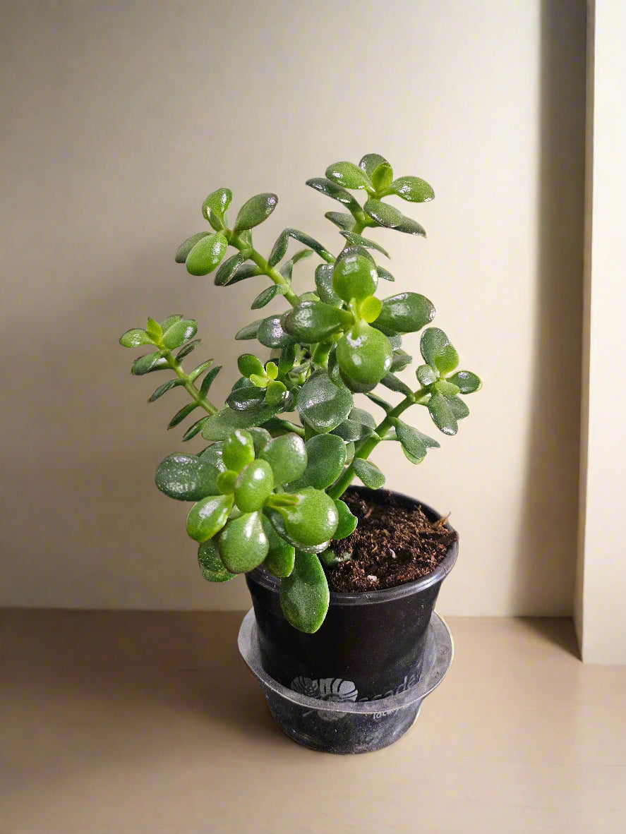 Crosby’s Compact Jade is a petite, sun-loving succulent with rich green and red-tipped leaves. Easy care, bonsai-like shape, and a symbol of good fortune.