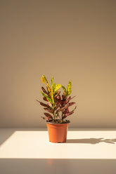 Croton plants feature vibrant rainbow foliage in shades of yellow, orange, red, and green. A colorful tropical houseplant that brightens any space.