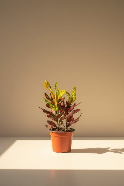 Croton plants feature vibrant rainbow foliage in shades of yellow, orange, red, and green. A colorful tropical houseplant that brightens any space.