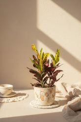 Croton plants feature vibrant rainbow foliage in shades of yellow, orange, red, and green. A colorful tropical houseplant that brightens any space.