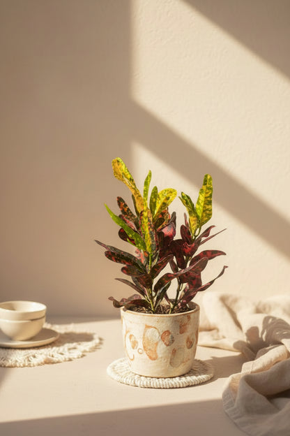 Croton plants feature vibrant rainbow foliage in shades of yellow, orange, red, and green. A colorful tropical houseplant that brightens any space.
