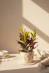 Croton plants feature vibrant rainbow foliage in shades of yellow, orange, red, and green. A colorful tropical houseplant that brightens any space.