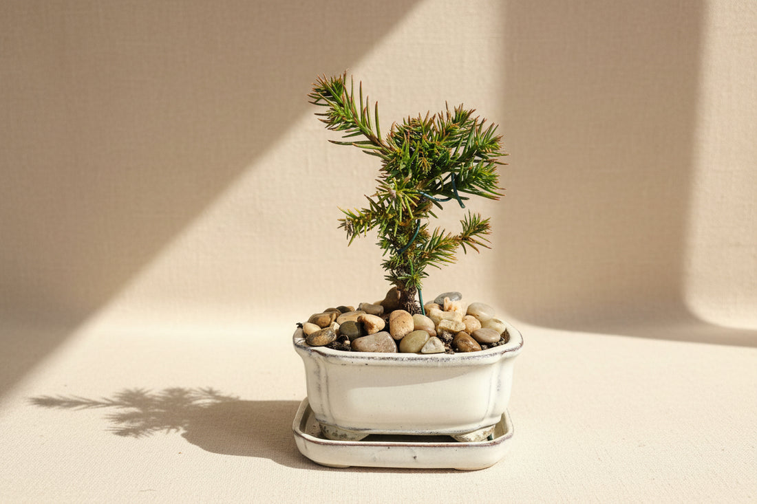 Cryptomeria japonica ‘Black Dragon’ bonsai with dark, sculptural foliage. A rare Japanese red cedar perfect for minimalist décor and bonsai collectors