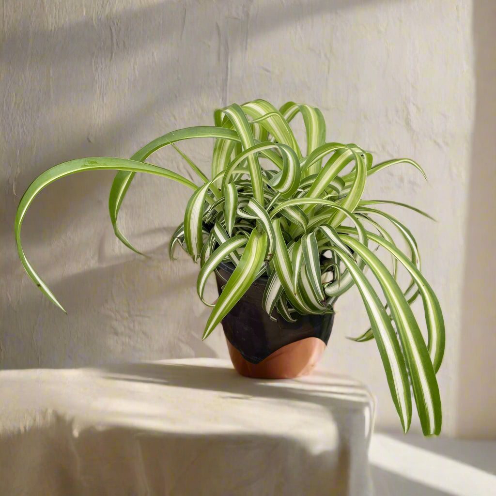 Curly Spider Plant is fast-growing, pet-safe, and easy to care for. Twisting leaves and baby plantlets make it a lush, air-purifying houseplant favorite.