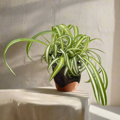 Curly Spider Plant is fast-growing, pet-safe, and easy to care for. Twisting leaves and baby plantlets make it a lush, air-purifying houseplant favorite.