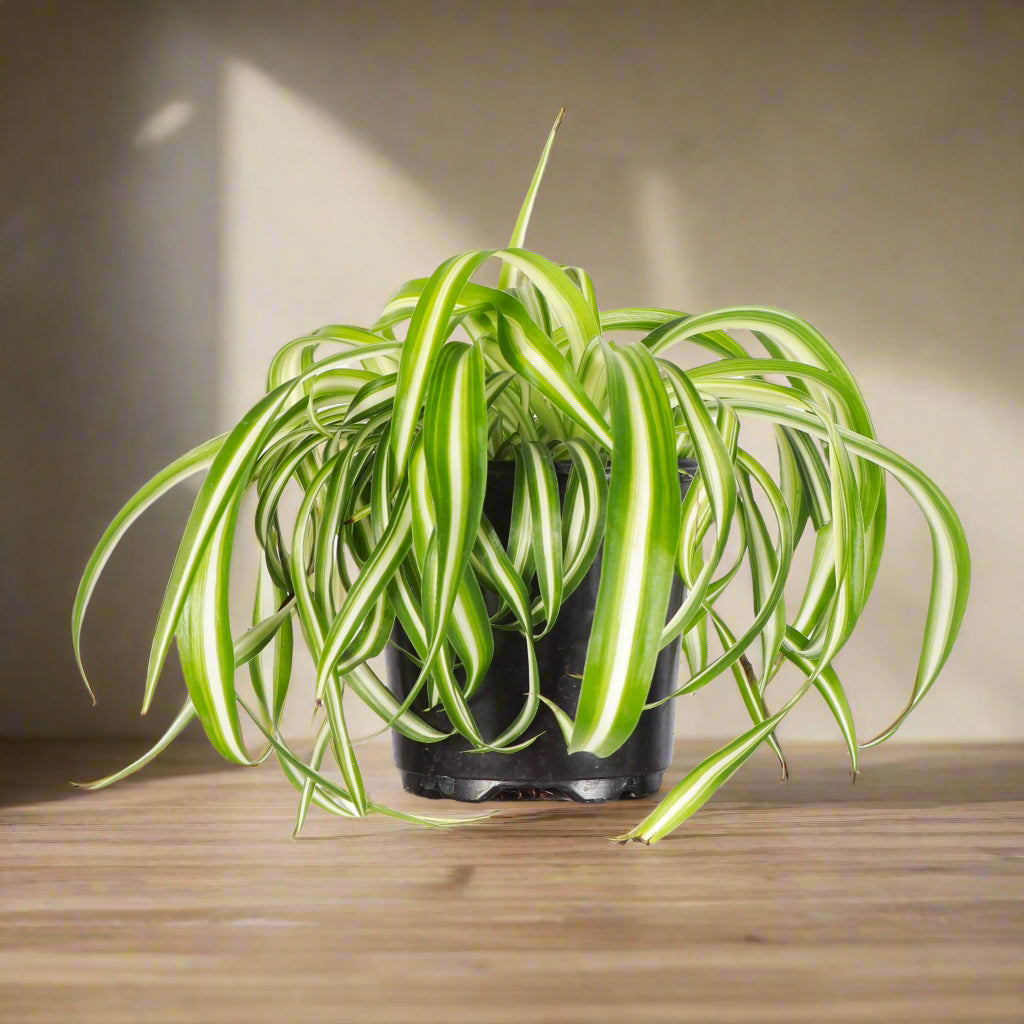 Curly Spider Plant is fast-growing, pet-safe, and easy to care for. Twisting leaves and baby plantlets make it a lush, air-purifying houseplant favorite.