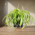 Curly Spider Plant is fast-growing, pet-safe, and easy to care for. Twisting leaves and baby plantlets make it a lush, air-purifying houseplant favorite.