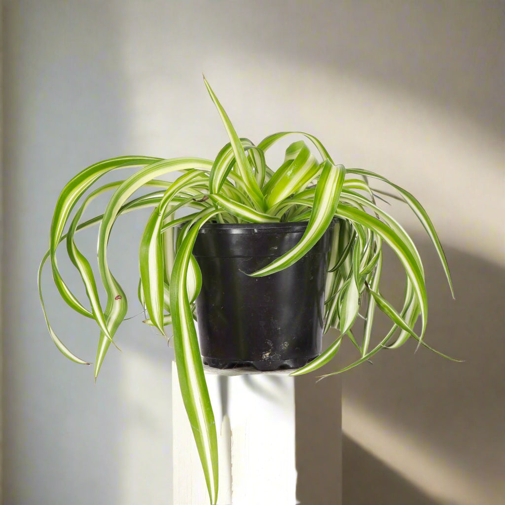 Curly Spider Plant is fast-growing, pet-safe, and easy to care for. Twisting leaves and baby plantlets make it a lush, air-purifying houseplant favorite.