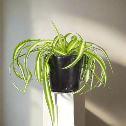 Curly Spider Plant is fast-growing, pet-safe, and easy to care for. Twisting leaves and baby plantlets make it a lush, air-purifying houseplant favorite.
