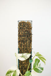 Durable D-shape metal moss pole for Monstera, pothos, and climbing plants. Moisture-retaining sphagnum support promotes bigger leaves and healthy vertical growth.