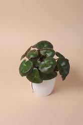 Saxifraga stolonifera "Strawberry Begonia" features velvety green leaves with silver veins, purple undersides, and cascading runners resembling strawberry plants. Non-toxic