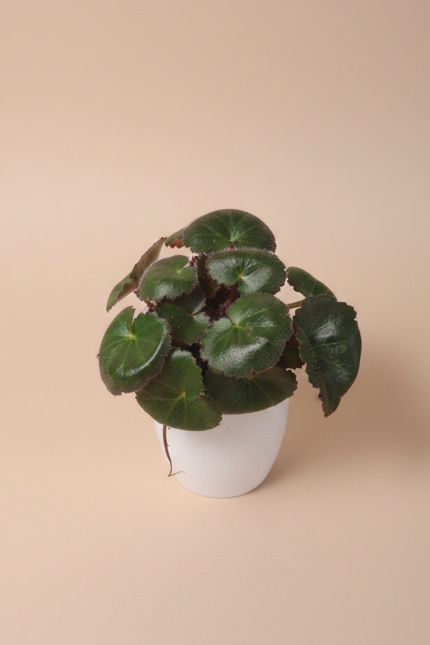 Saxifraga stolonifera "Strawberry Begonia" features velvety green leaves with silver veins, purple undersides, and cascading runners resembling strawberry plants. Non-toxic