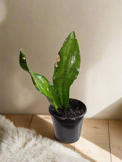The Moonshine Snake Plant features silvery-green leaves and sleek form. Low-maintenance, air-purifying, and perfect for modern, minimalist spaces.