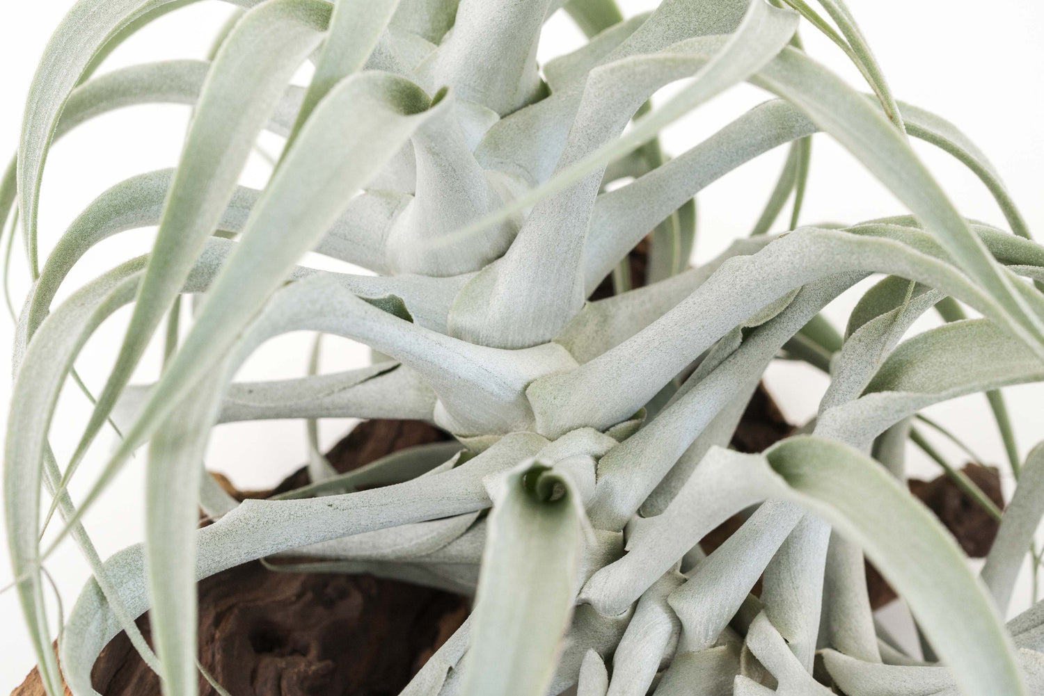 The Tillandsia Cacticola is a stunning rare South American air plant with sage-green to silvery leaves coated in soft trichomes. Available in wide-leaf and caulescent varieties, it adds texture and natural charm to any space. Easy to care for, it thrives in bright light with minimal watering. 