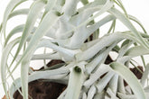 The Tillandsia Cacticola is a stunning rare South American air plant with sage-green to silvery leaves coated in soft trichomes. Available in wide-leaf and caulescent varieties, it adds texture and natural charm to any space. Easy to care for, it thrives in bright light with minimal watering. 