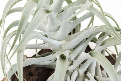 The Tillandsia Cacticola is a stunning rare South American air plant with sage-green to silvery leaves coated in soft trichomes. Available in wide-leaf and caulescent varieties, it adds texture and natural charm to any space. Easy to care for, it thrives in bright light with minimal watering. 