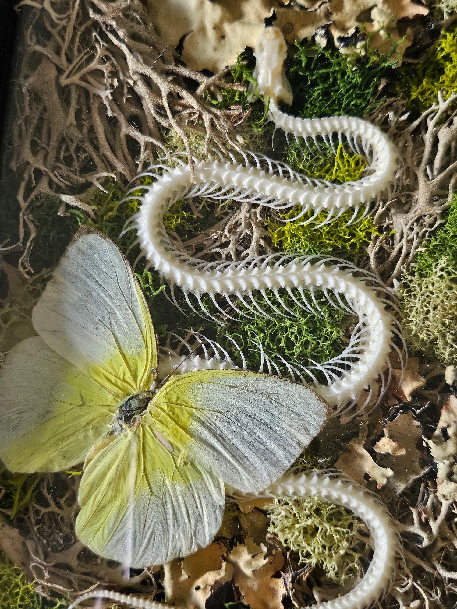 Snake skeleton and real butterfly preserved moss wall art in a 6x8 black frame. Mixed-media nature artwork blending preserved moss, insects, and skeletal forms.