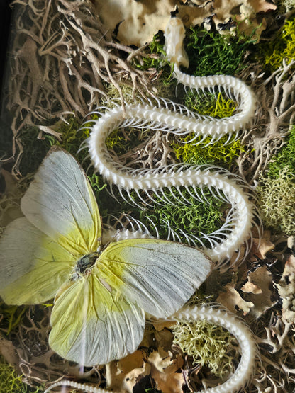 Snake skeleton and real butterfly preserved moss wall art in a 6x8 black frame. Mixed-media nature artwork blending preserved moss, insects, and skeletal forms.