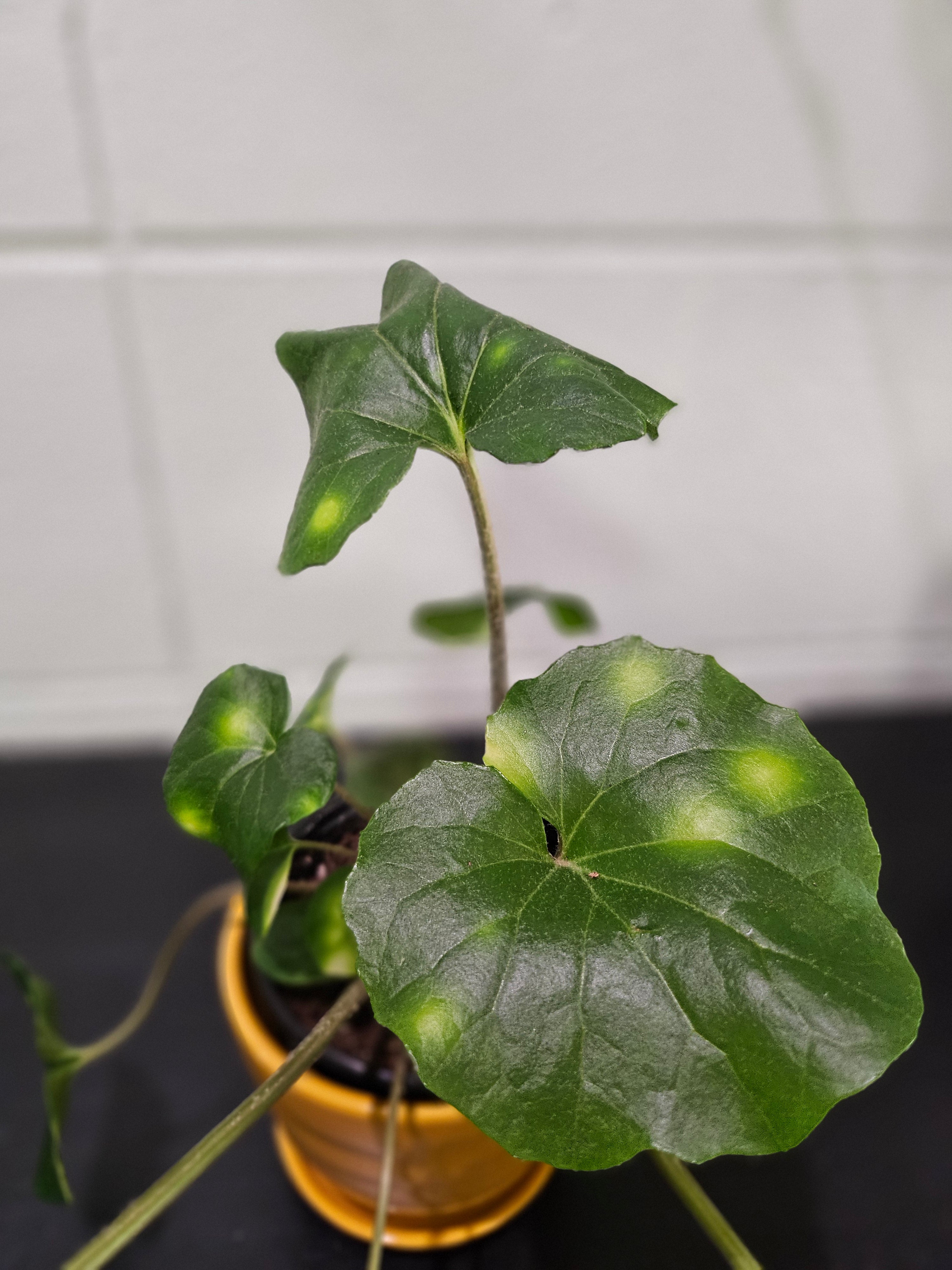 Farfugium &