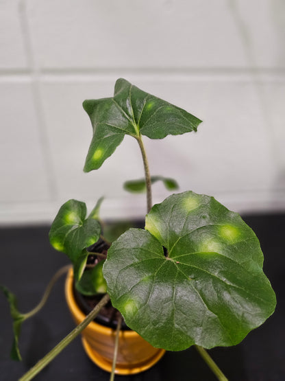 Farfugium &