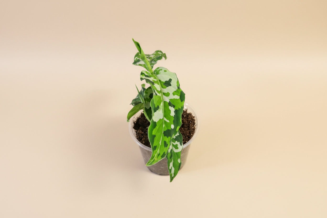 Aglaonema pictum Tricolor is a rare tropical aroid with camouflage-patterned leaves. A collector plant with striking foliage for elevated indoor styling.