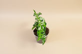Aglaonema pictum Tricolor is a rare tropical aroid with camouflage-patterned leaves. A collector plant with striking foliage for elevated indoor styling.