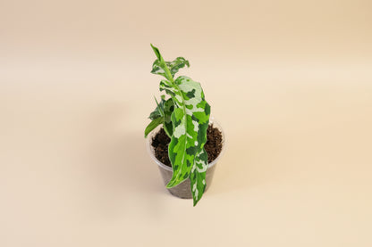 Aglaonema pictum Tricolor is a rare tropical aroid with camouflage-patterned leaves. A collector plant with striking foliage for elevated indoor styling.