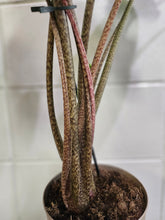 Alocasia macrorrhiza ‘Stingray’ is a striking tropical plant with unique, stingray-shaped leaves. It thrives in bright, indirect light, high humidity, and well-draining soil. A medium-care plant, it needs consistent moisture but avoids overwatering. Perfect for collectors, it adds an exotic, sculptural touch to any space!