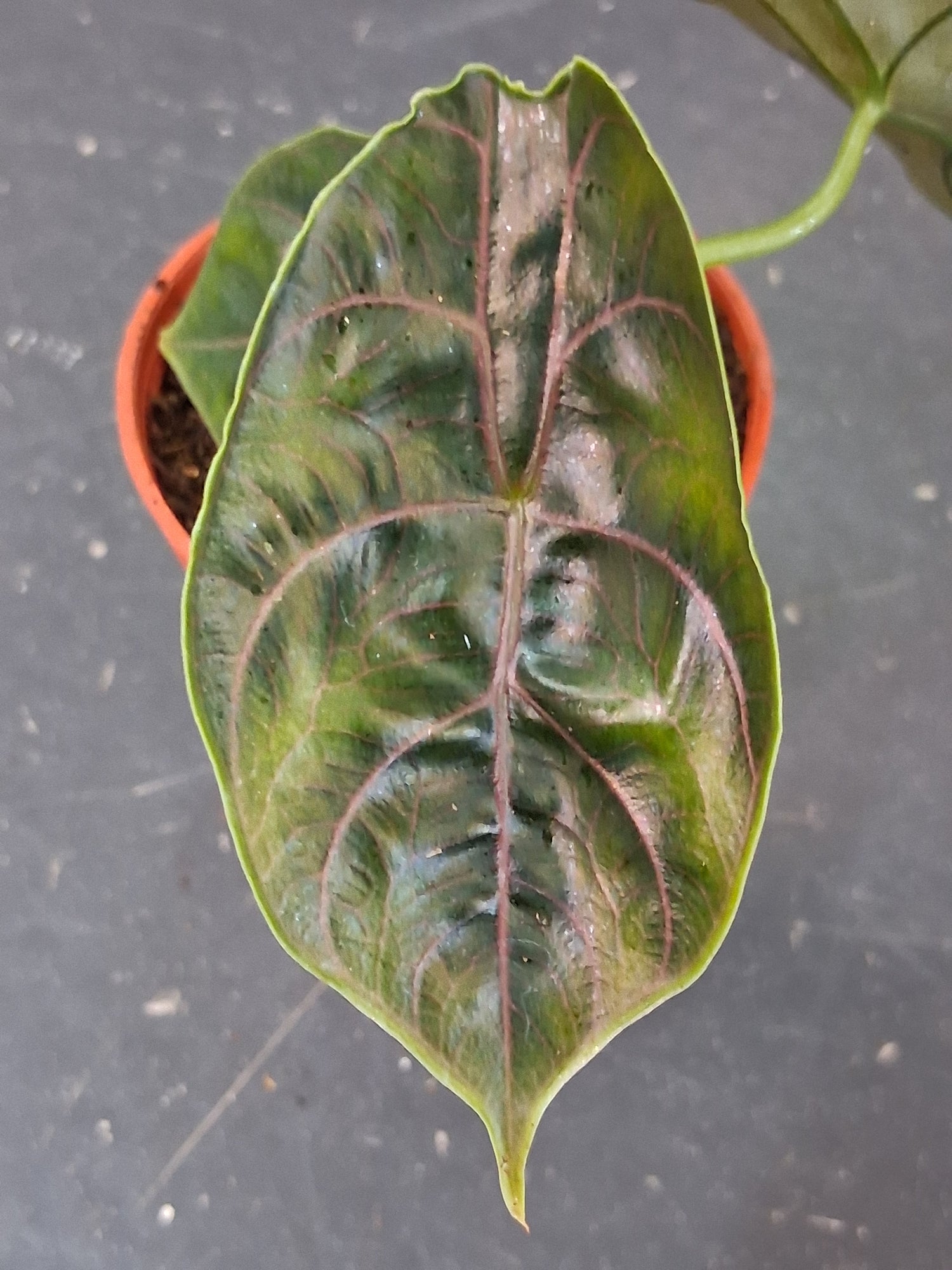 Alocasia ‘Azlanii’ is a rare jewel aroid with iridescent, color-shifting leaves—perfect for collectors seeking a compact, exotic houseplant with dramatic appeal.