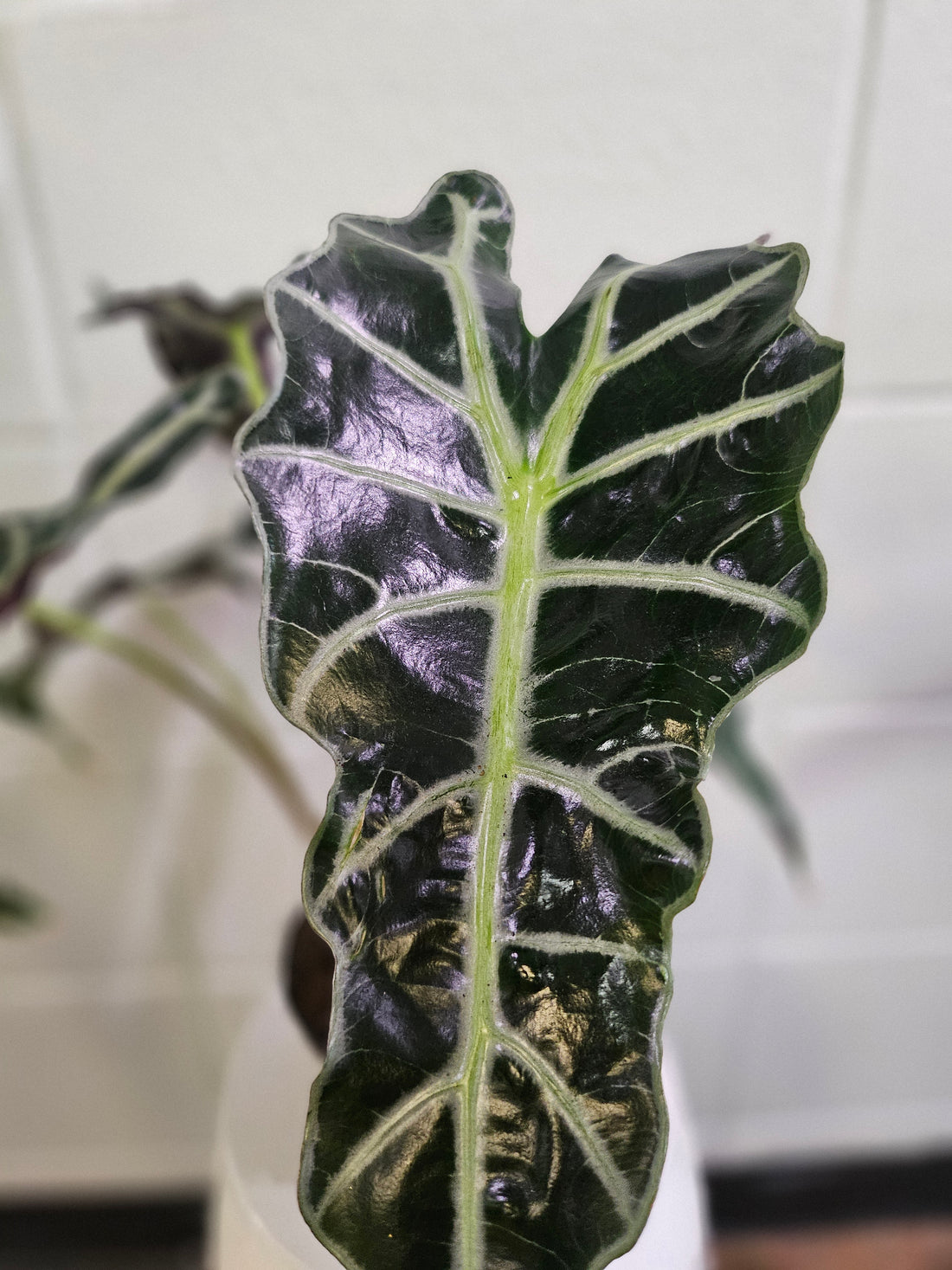 Alocasia Polly ‘African Mask’ is a striking plant with deep green, arrow-shaped leaves and bold silvery-white veins. Compact yet dramatic, it thrives in bright, indirect light, high humidity, and well-draining soil. A medium-care plant, it adds a bold, exotic touch to any space. Perfect for tropical plant lovers!