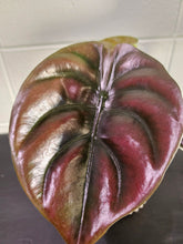 Alocasia ‘Red Secret’ is a rare tropical houseplant with iridescent, coppery-red leaves. A striking, compact beauty perfect for collectors and humid spaces.