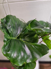 Alocasia macrorrhiza ‘Stingray’ is a striking tropical plant with unique, stingray-shaped leaves. It thrives in bright, indirect light, high humidity, and well-draining soil. A medium-care plant, it needs consistent moisture but avoids overwatering. Perfect for collectors, it adds an exotic, sculptural touch to any space!