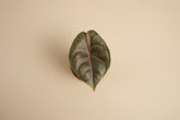 Alocasia azlanii rare jewel plant with iridescent dark leaves and pink veins. Unique collector houseplant for bright indirect light and humid spaces.
