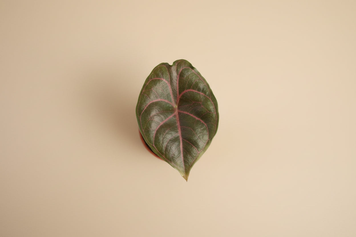 Alocasia azlanii rare jewel plant with iridescent dark leaves and pink veins. Unique collector houseplant for bright indirect light and humid spaces.