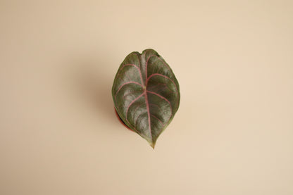 Alocasia azlanii rare jewel plant with iridescent dark leaves and pink veins. Unique collector houseplant for bright indirect light and humid spaces.