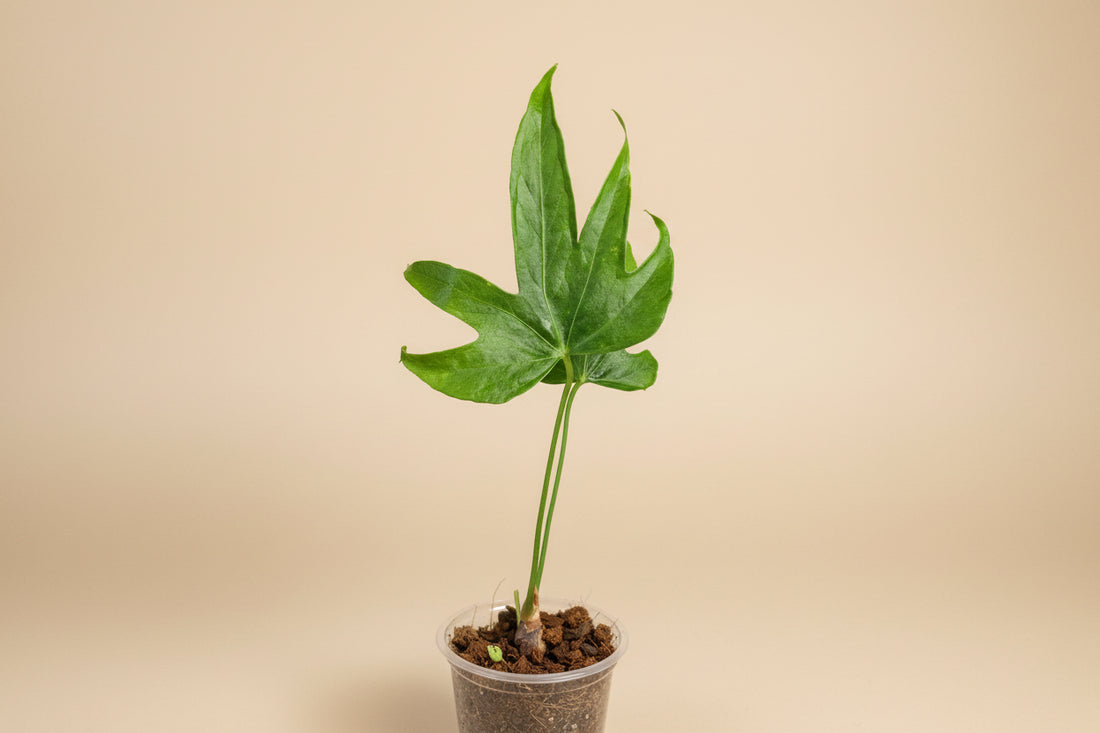 The Anthurium ‘Fingers’ (Anthurium pedatoradiatum) is a rare tropical plant prized for its hand-like, segmented leaves. 