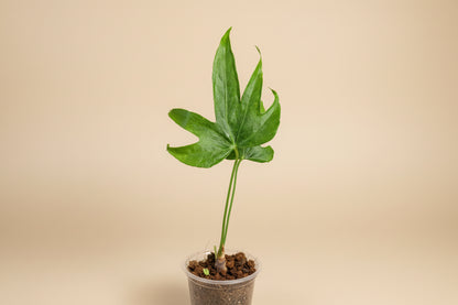 The Anthurium ‘Fingers’ (Anthurium pedatoradiatum) is a rare tropical plant prized for its hand-like, segmented leaves. 