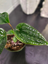 Anthurium Radicans x Luxurians is a rare hybrid with thick, velvety, quilted leaves—perfect for adding bold texture and exotic charm to any plant collection.