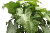 The Arrowhead Plant (Syngonium), also known as the Butterfly Plant, features unique arrow-shaped leaves that thrive in medium to low light. Perfect for darker spaces, this low-maintenance plant adds vibrant greenery to your home. Easy to care for and versatile, it’s ideal for beginners. 